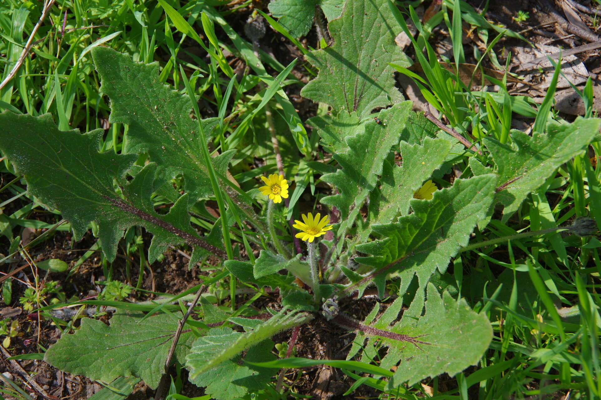 Cymbonotus preissianus Steetz resmi