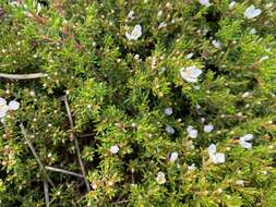 Image of Frankenia pauciflora DC.