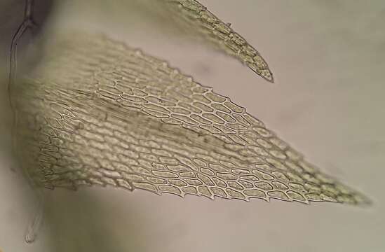 Image of <i>Microeurhynchium pumilum</i>