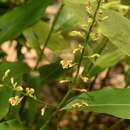 Image de Alpinia conchigera Griff.