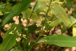 Image of Lesser Alpinia