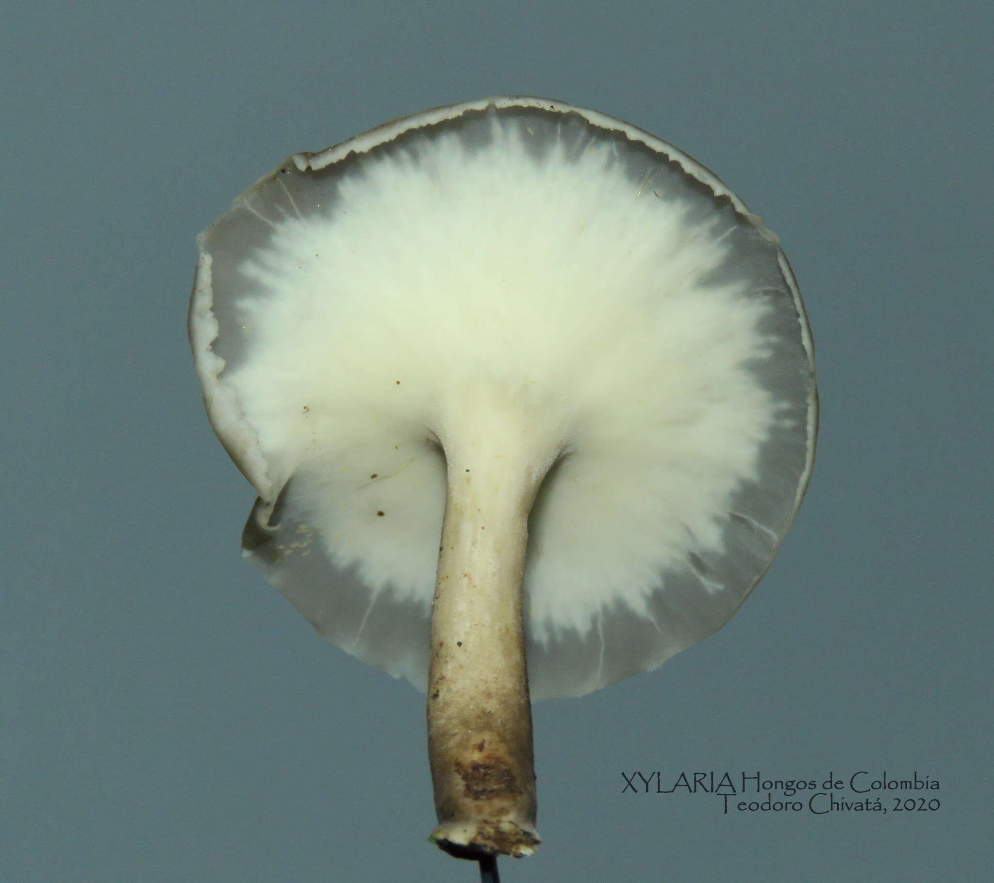 Image of Bresadolia craterella (Berk. & M. A. Curtis) Audet