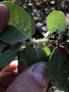 Image of dacite manzanita