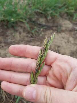 Image of seaside brome