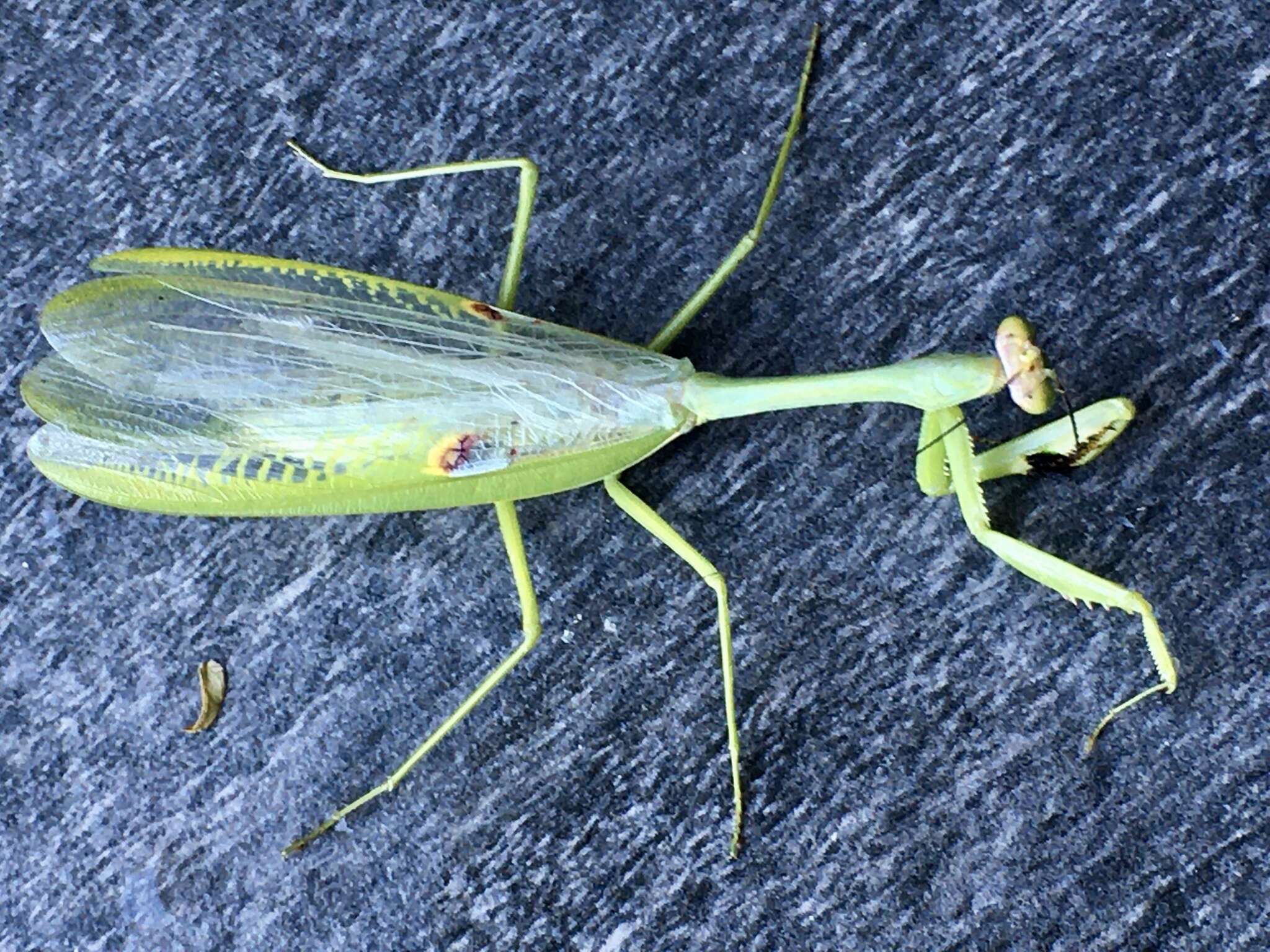 Image of Stagmatoptera septentrionalis Saussure & Zehntner 1894