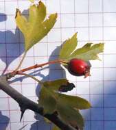 Image of Crataegus karadaghensis Pojark.