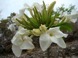 Imagem de Pachypodium sofiense (Poiss.) H. Perrier