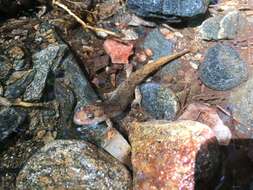 Image of Flat-headed Salamander