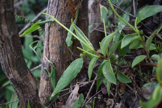 Image of cypress peperomia