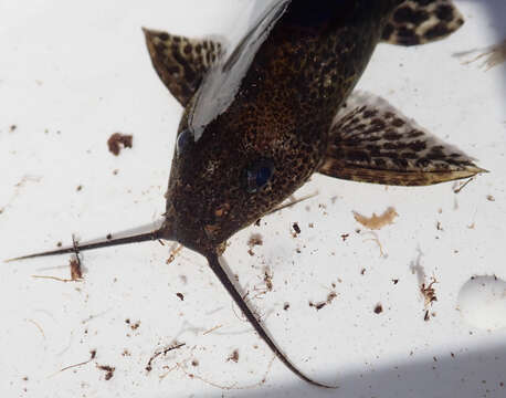 Image de Synodontis macrostoma Skelton & White 1990