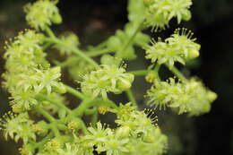 Image of Aeonium tabuliforme