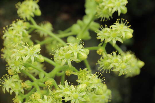 Image of Aeonium tabuliforme