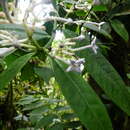 Faramea oblongifolia Standl. resmi