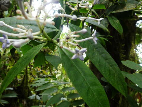 Faramea oblongifolia Standl. resmi