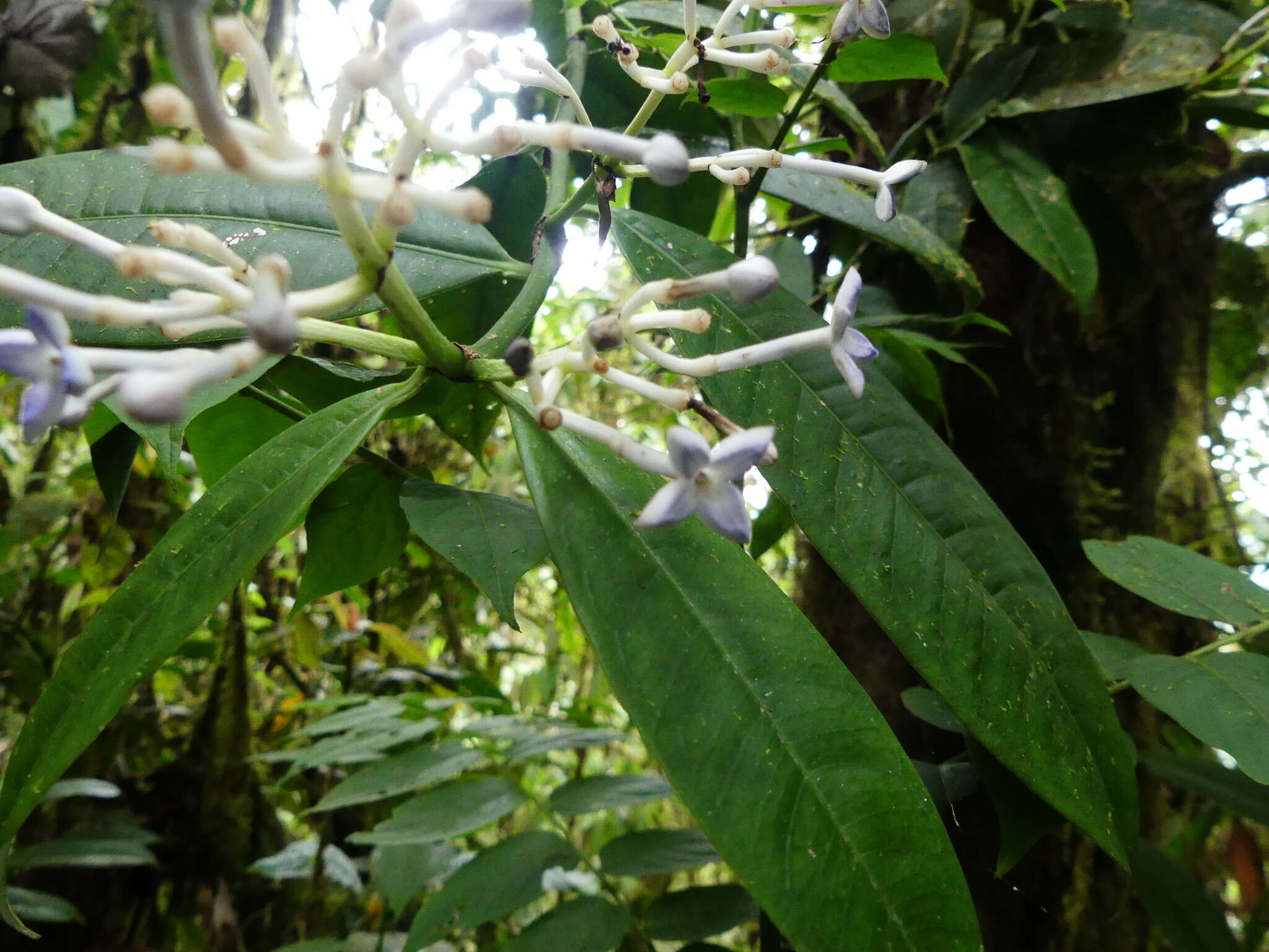 Image of Faramea oblongifolia Standl.