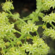 Image of Aeonium tabuliforme