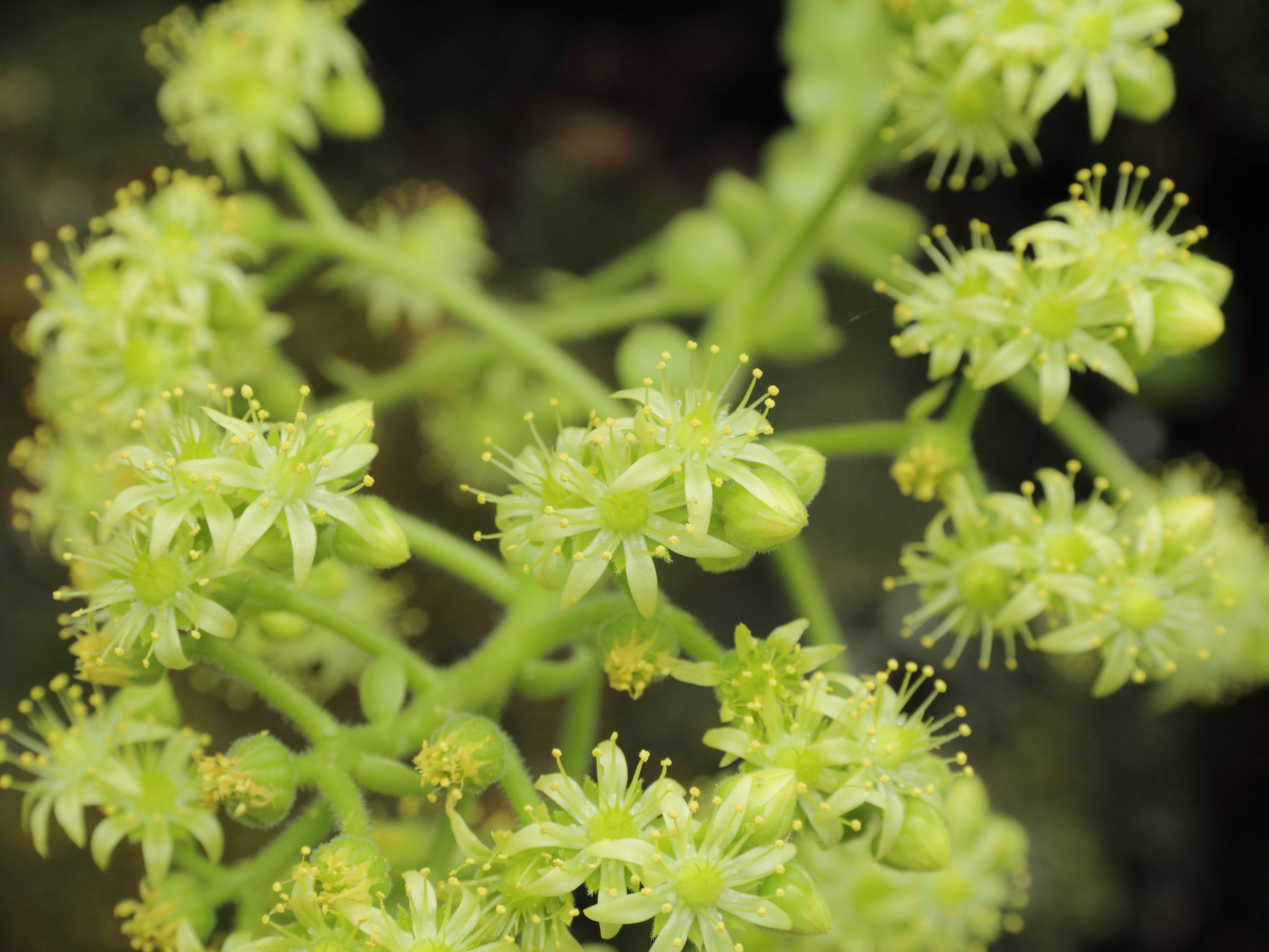 Image of Aeonium tabuliforme