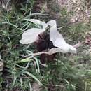 Image of Iris iberica subsp. elegantissima (Sosn.) Fed. & Takht.