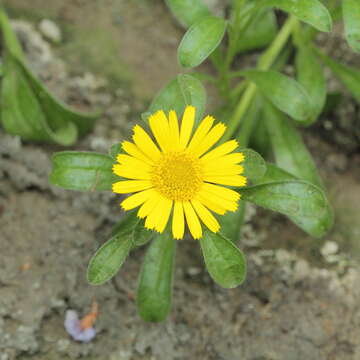 Image of Asteriscus sericeus (L. fil.) DC.