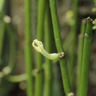 Image de Ceropegia dichotoma Haw.