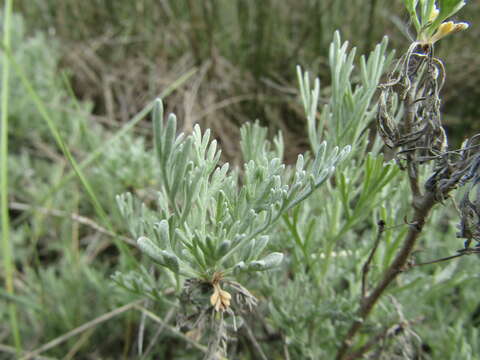 Image de Seriphidium caerulescens subsp. caerulescens