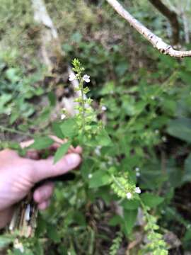 Image of Miniature-Beefsteakplant