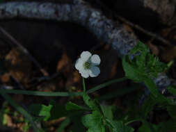 Pholistoma racemosum (Nutt. ex A. Gray) Constance resmi