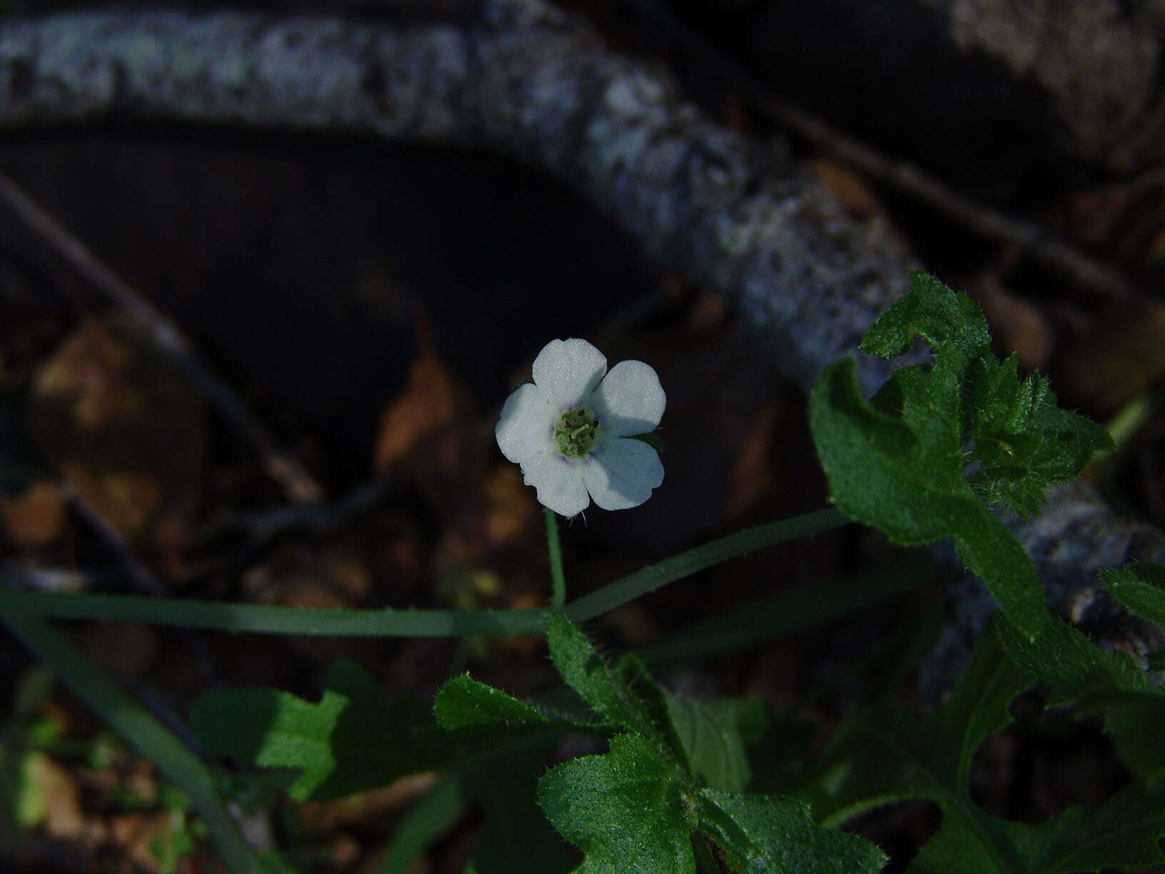 Image of racemed fiestaflower