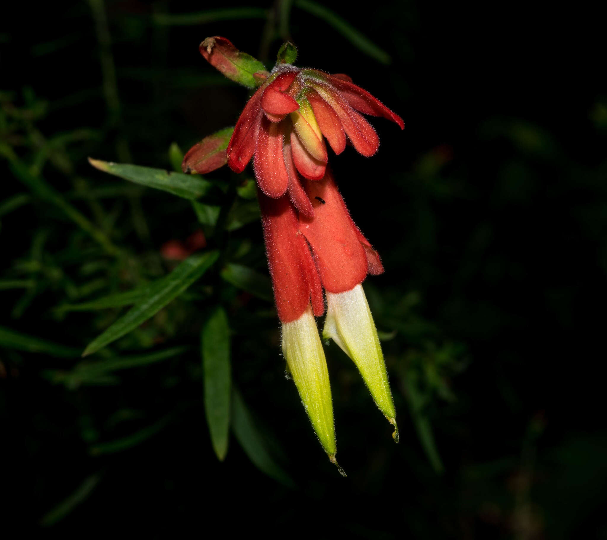 Слика од Castilleja ortegae Standley