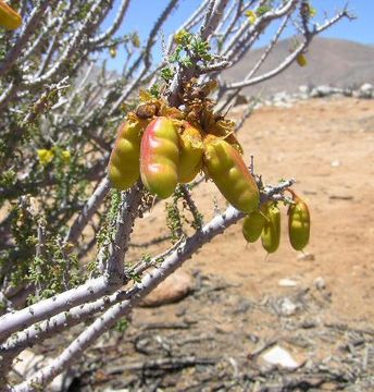 Image of <i>Balsamocarpon brevifolium</i> Clos