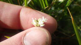 صورة Polygala vulgaris subsp. vulgaris