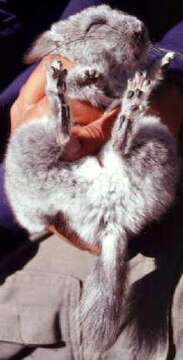 Image of Short-tailed Chinchilla