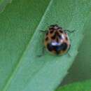 Image of Neoharmonia venusta (Melsheimer 1847)