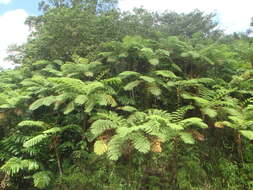 Image of West Indian treefern