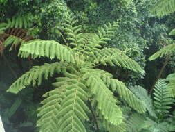 Image of West Indian treefern