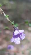 Image of Violet Mint-bush