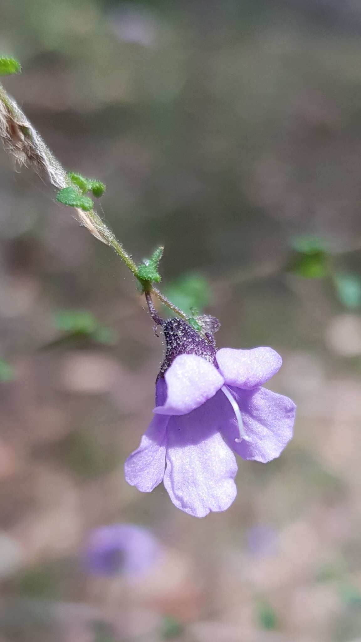 Image of Violet Mint-bush