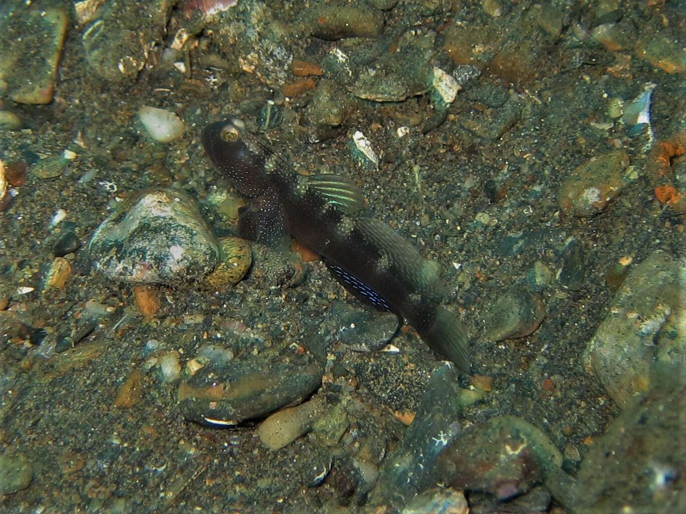 Image of Y-bar shrimp goby