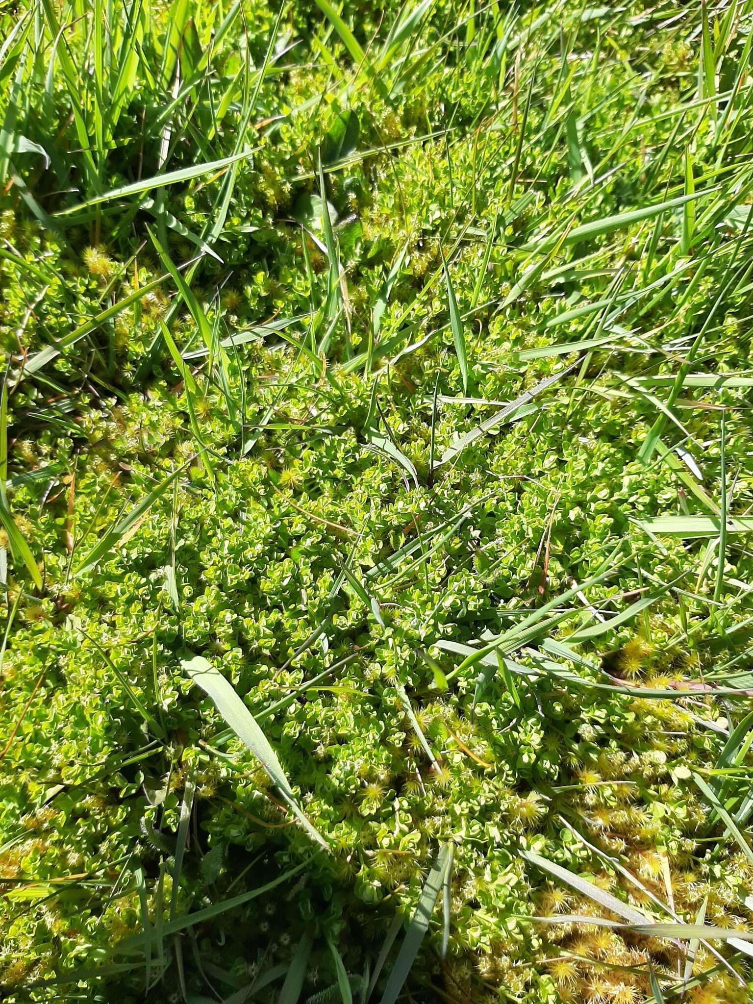 Image of Hypericum japonicum subsp. japonicum