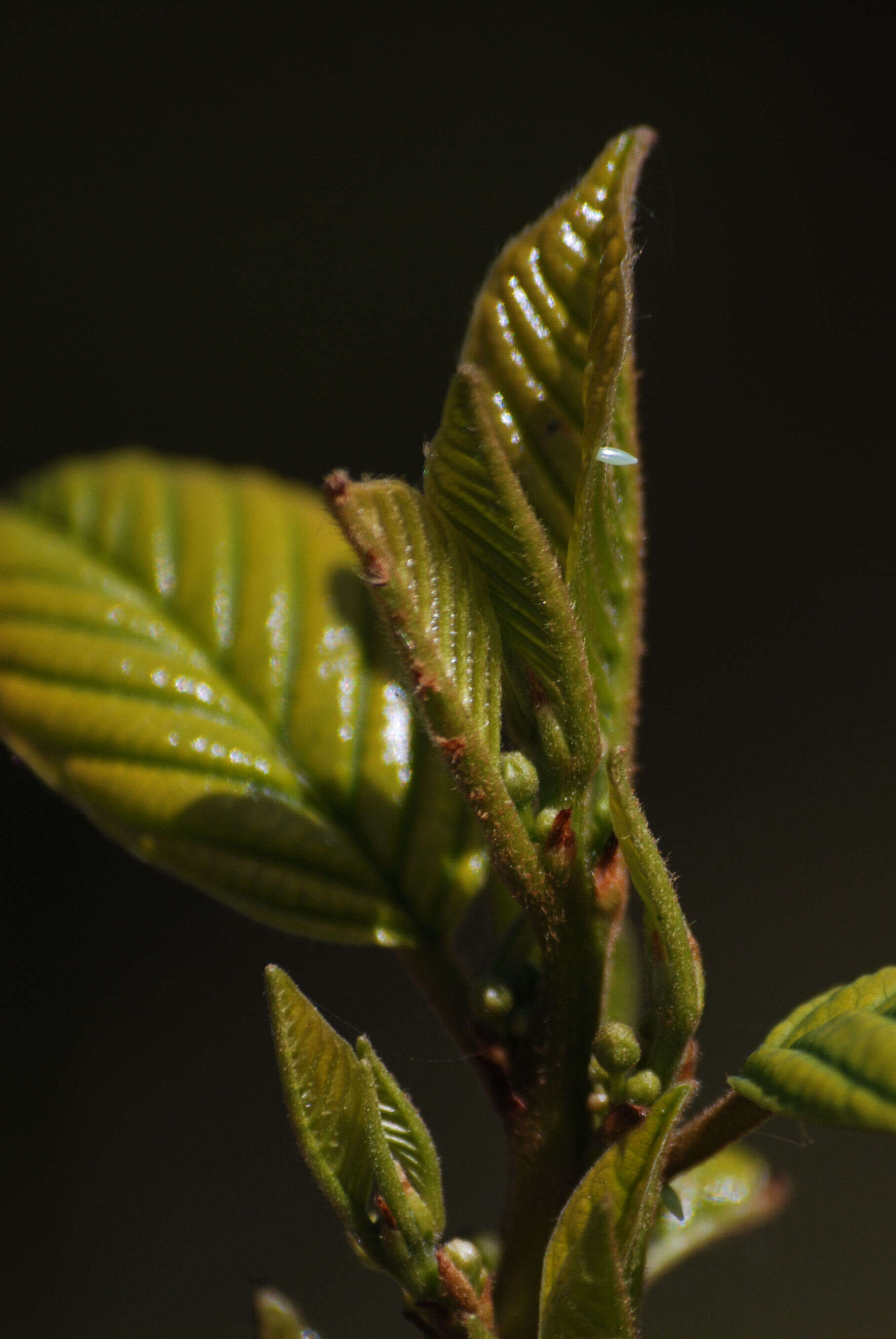 Imagem de Gonepteryx rhamni (Linnaeus 1758)