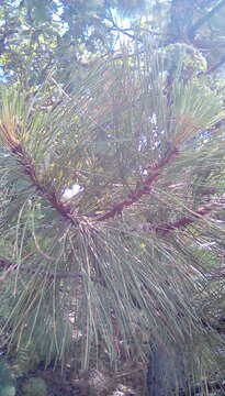 Image of ponderosa pine