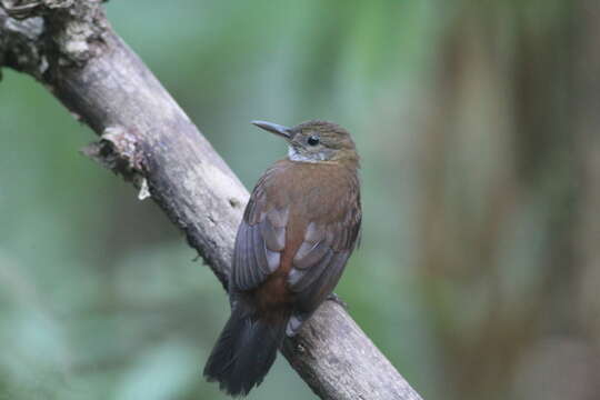 Image of Gray-throated Leaftosser