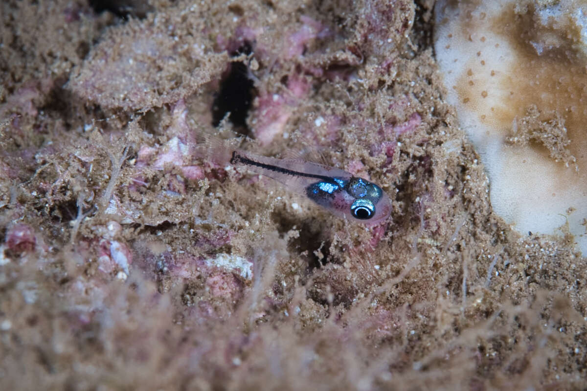 Image of Cryptic cardinalfish