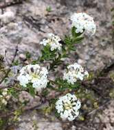 Image of Pimelea glauca R. Br.