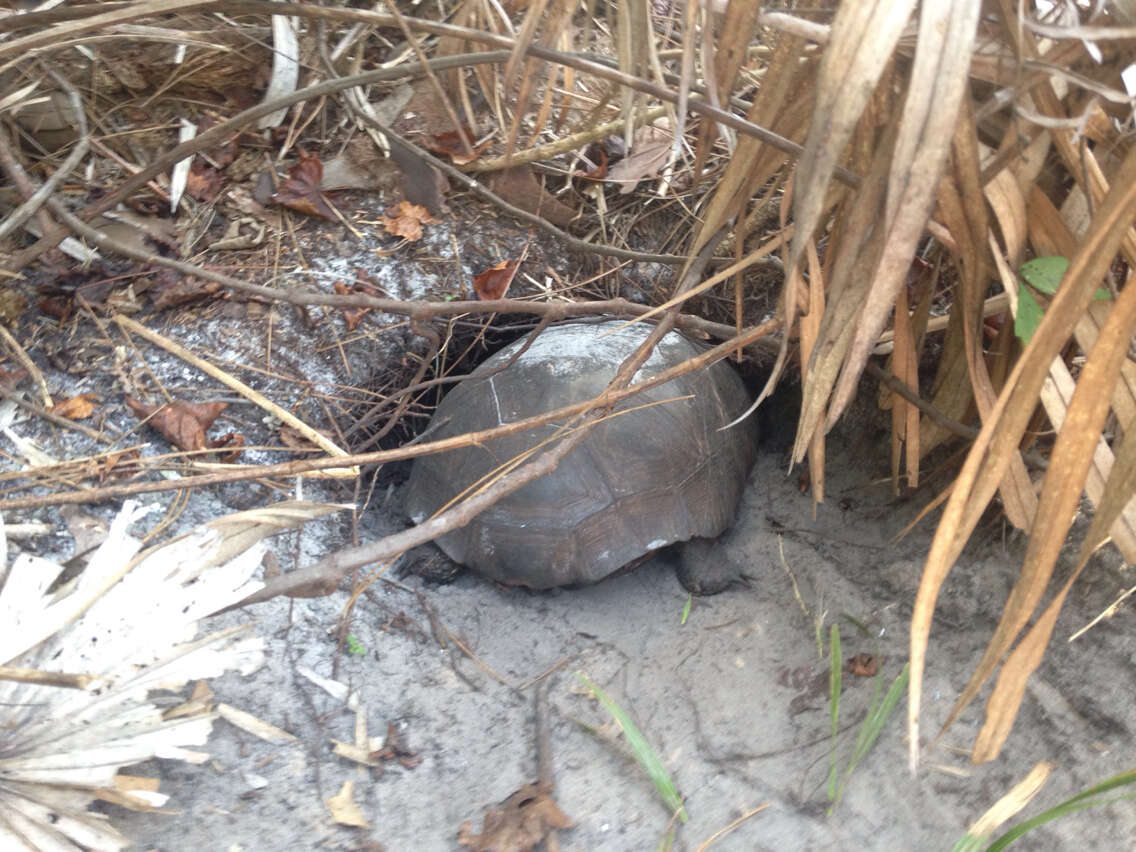 Image of (Florida) Gopher Tortoise