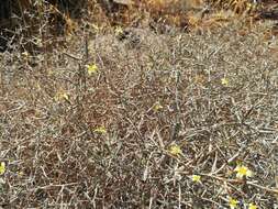 Image of Lactuca orientalis (Boiss.) Boiss.