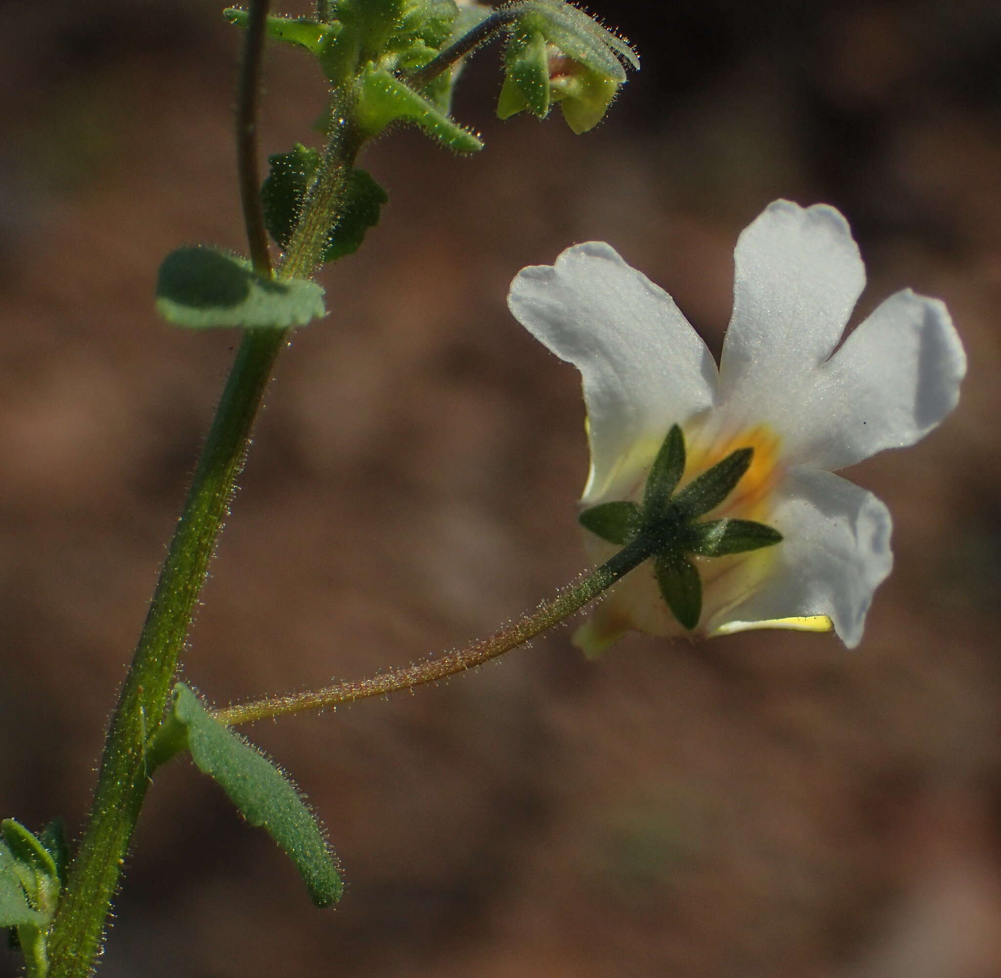 Image of Nemesia anisocarpa E. Mey. ex Benth.