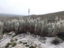 Image of Grusonia bradtiana (J. M. Coult.) Britton & Rose