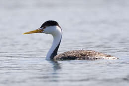 Image of grebes