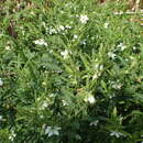 Imagem de Solanum pseudocapsicum L.